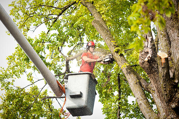 Best Tree Removal  in Fanwood, NJ